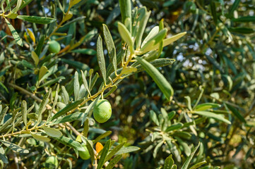 Close-Up of Ripening Green Olives on Branch with Sunlight - Perfect for Print, Food Blogs,