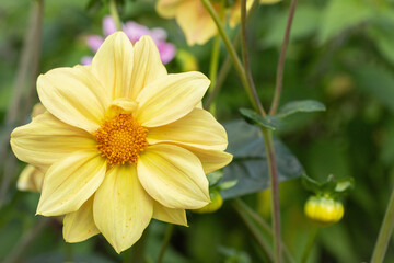 Closeup of a yellow dahlia with copyspace.