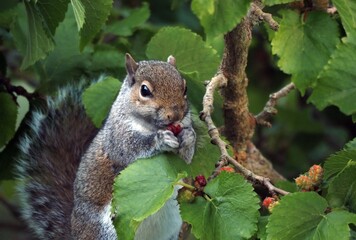 Grey Squirrel in a tree eating a berry.