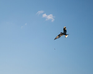 seagull dropping fish in the air