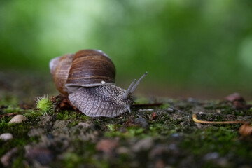 snail crawling on the ground close-up