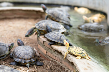 Fototapeta premium A small turtle is raising its neck in a breeding pond.