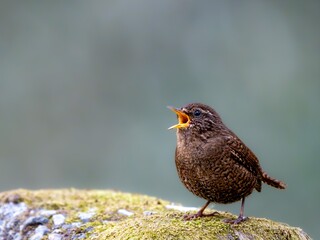 森の中の水場の岩の上でさえずるミソサザイ