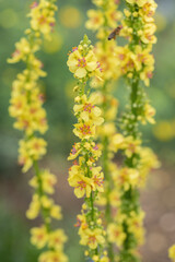 Inflorescence of the black mullein (Verbascum nigrum). Yellow blossoms and red stamens.