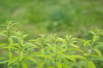 Light-green leaves of lemon verbena (Aloysia citrodora). Copyspace.