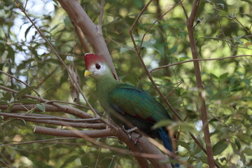 white crested turaco standing on twig of tree
