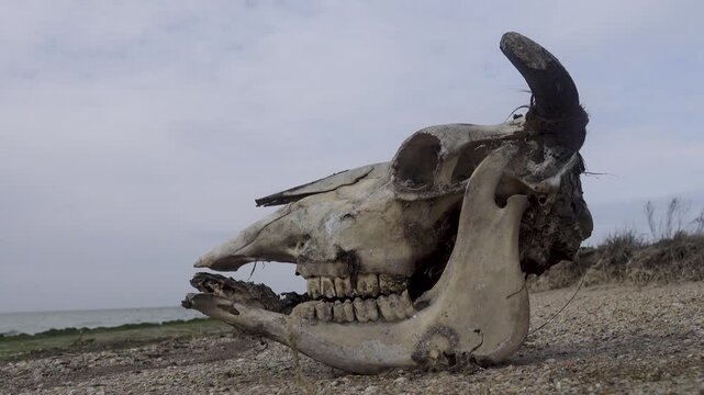 The skull of a bull-cow on the lake shore
