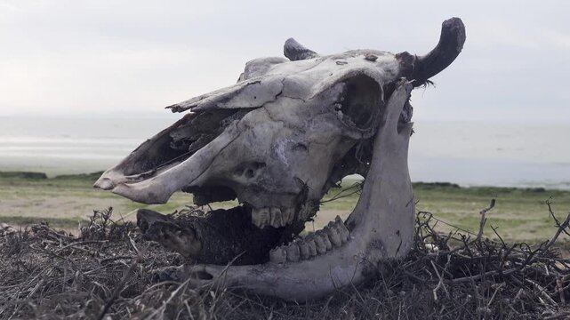 The skull of a cow on the lake shore