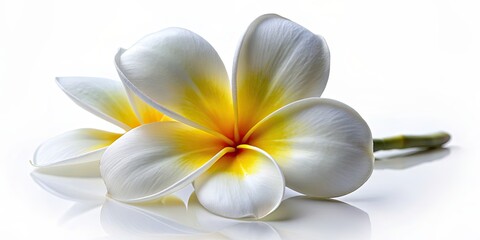 Naklejka premium White frangipani plumeria flower isolated on white background, tropical, bloom, petals, fragrant, flora, exotic