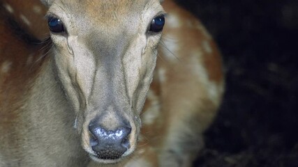 sika deer turns its head