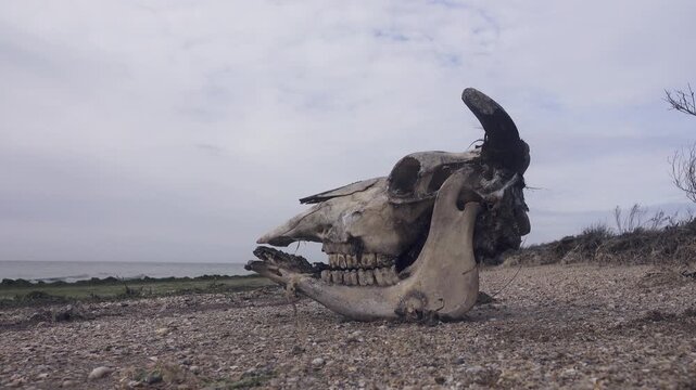 The skull of a bull-cow on the lake shore
