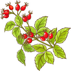 Dog Rose Branch with Berries and Leaves Colored Detailed Illustration. Organic natural nutritional healthy food ingredient. 