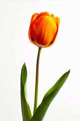 A single orange tulip with green leaves on a white background