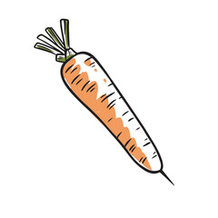 Fresh carrot. Healthy and vitamin-rich vegetable. Vector illustration in line style.