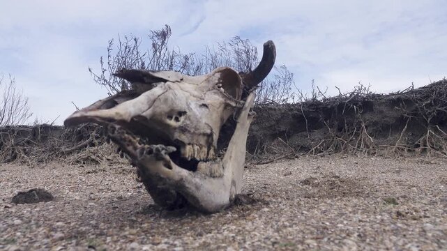 The skull of a bull-cow on the lake shore