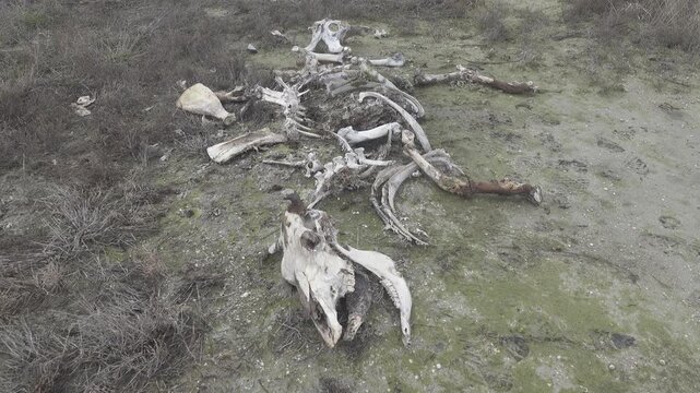 The skeleton of a cow in the semi-desert. Cattle died from winter starvation and drought