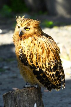 Buffy fish owl (Ketupa ketupu or Malay fish owl, Strigidae family) at Mount Merapi, an active stratovolcano located cca 28 km north of Yogyakarta city in central Java (Indonesia)