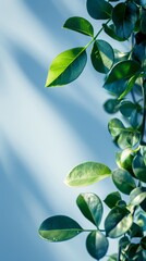Obraz premium A tight shot of a green plant with foliage, against a backdrop of a blue sky
