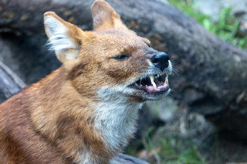 Dhole - Agile Hunter in Lush Forest Environment. Photo of dhole (Cuon alpinus)