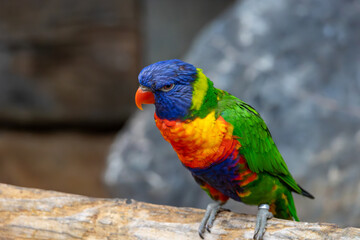 A colorful parrot is perched on a branch