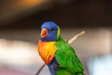 A colorful parrot is perched on a branch