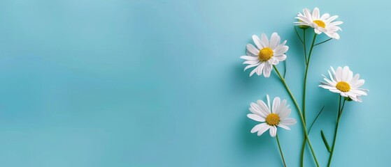  Three daisies against a blue backdrop Insert text or image here