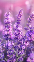 Fototapeta premium A close-up of several flowers with a blurred background of similar flowers