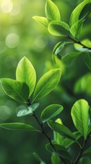Obraz premium A tight shot of a green plant's leafy expanse, lit by bokeh-effect light filtering through Background softly blurred