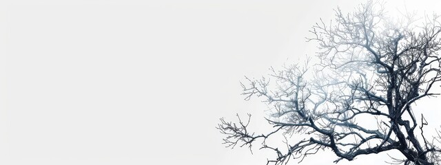 Obraz premium A monochrome image of a leafless tree against a white backdrop No leaves are present on the tree or in the photograph