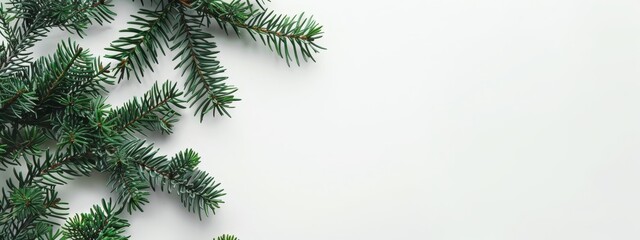Obraz premium A pristine fir tree branch, adorned with vibrant green needles, against a serene white backdrop