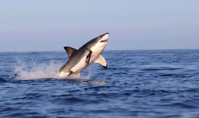 Fototapeta premium Great White Shark leaping out of the water , Generative AI