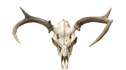 Naklejka premium Deer skull transparent background