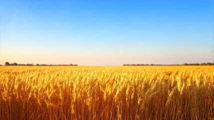 Golden Wheat Field Under Clear Blue Sky at Sunset - Rural Agriculture Landscape Photograph