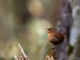 森の中で枯れ木に留まってさえずるミソサザイ