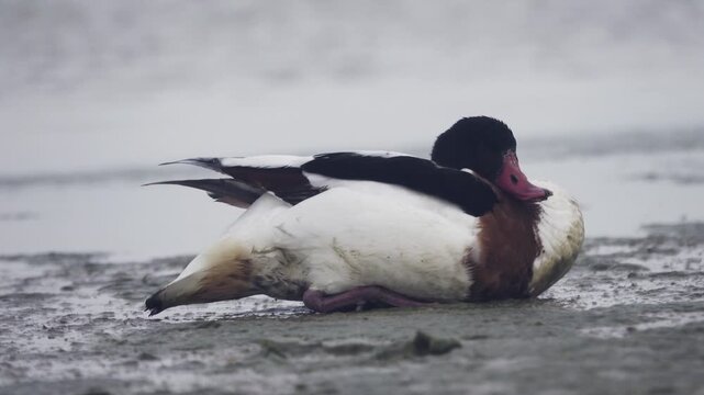 The shelduck (Tadorna tadorna) is sick with avian flu. Typical symptoms are uncontrolled rotation around the axis and falling on its back