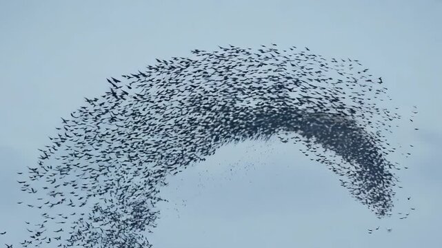 Murmuration of Starlings at Dusk