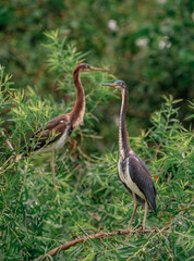 Two Herons hanging out in the wetlands
