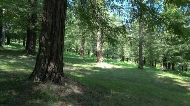 Forest Trail Through Redwood Trees At Bosque de Colon - Sequoias Poio