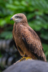 Brahminy Kite Eagle Bird Close up Details