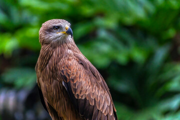 Brahminy Kite Eagle Bird Close up Details