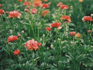 Field of vibrant red flowers in full bloom with green foliage