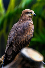 Brahminy Kite Eagle Bird Close up Details