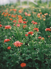 Field of vibrant red flowers in full bloom