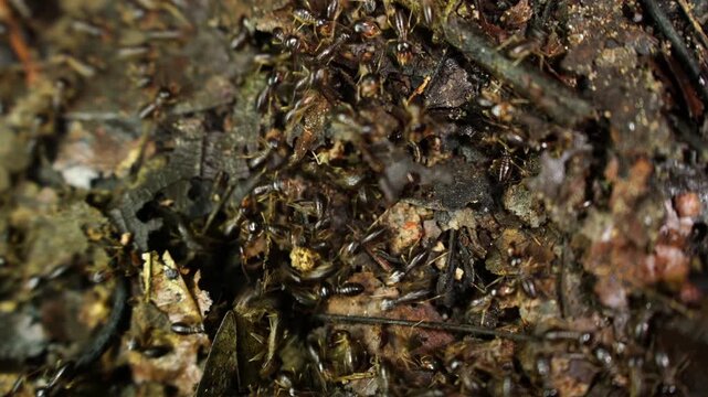 white ants or termites on decomposing wood. As an enemy of wooden houses as well. Termites walking in a row