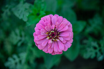 Pink Zinnia with green background