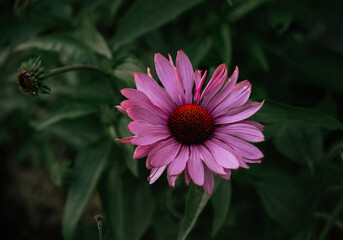 Obraz premium Echinacea Coneflower in the green dark garden
