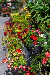 Colorful Flower Display at a Summer Garden Center