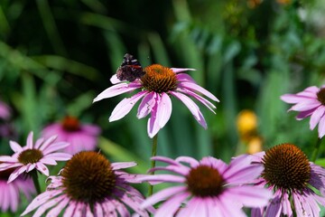 A Red Admiral Butterfly on a Pink Coneflower in a Summer Garden
