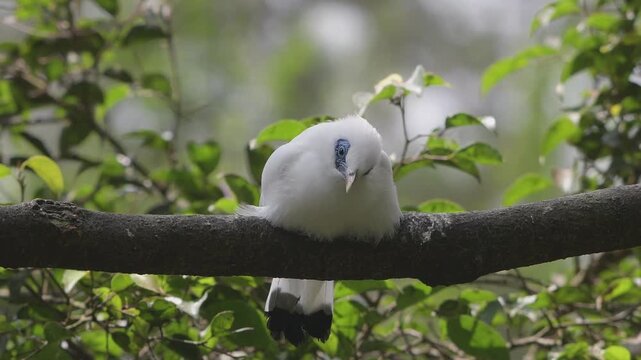 Bali myna on a tree branches