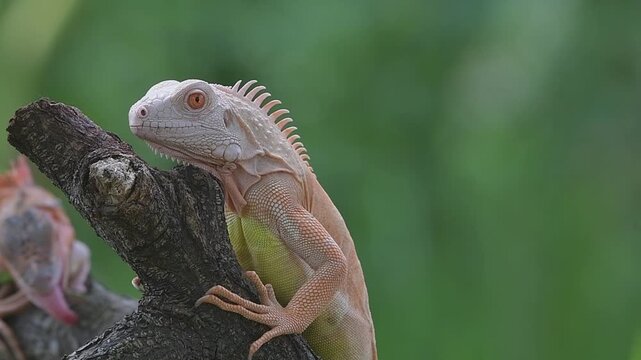 Albino iguana resting on a tree branch